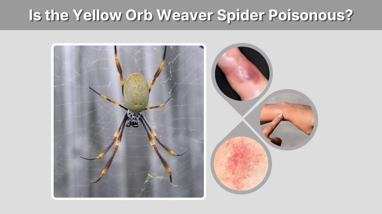 Is the Yellow Orb Weaver Spider Poisonous?