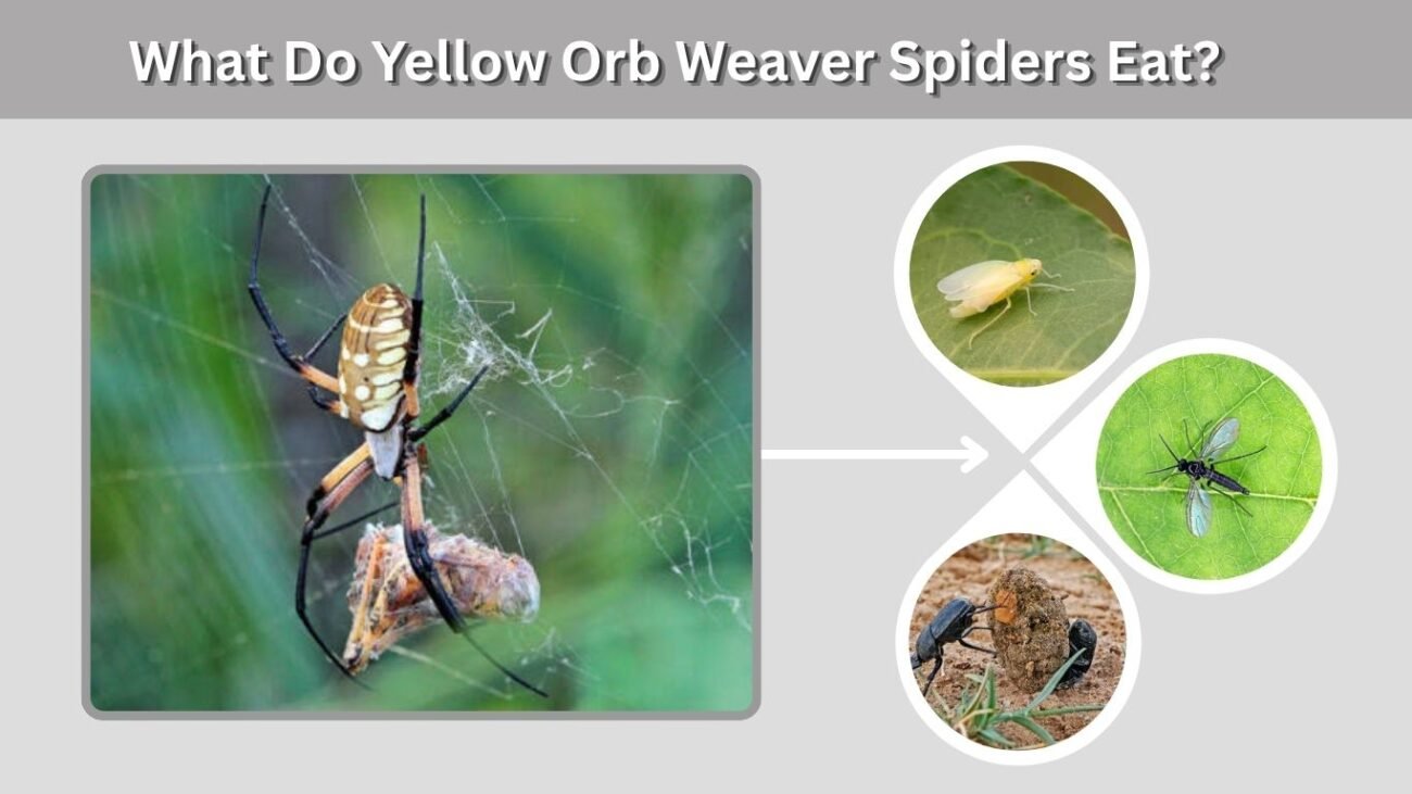 What Do Yellow Orb Weaver Spiders Eat?