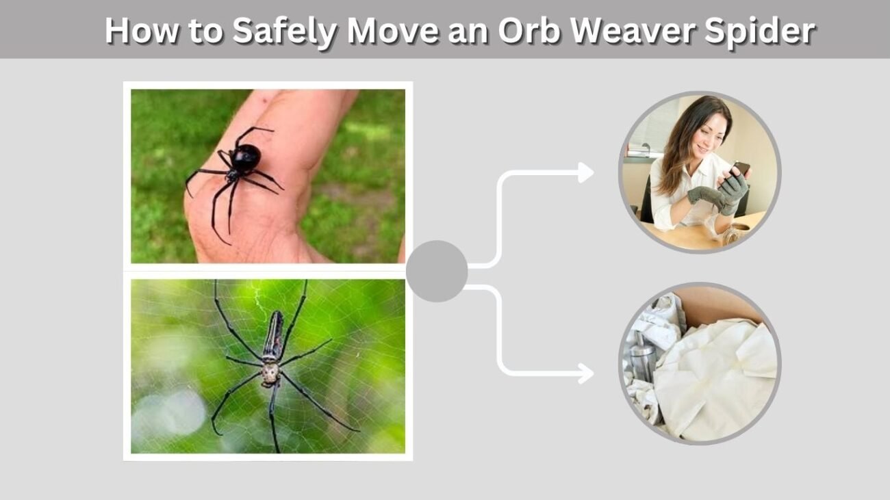How to Safely Move an Orb Weaver Spider