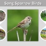 Song Sparrow Birds: Identification, Song, Call, Habitat, and Facts