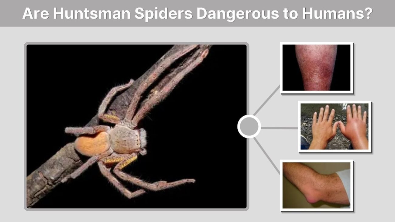 Are Huntsman Spiders Dangerous to Humans?