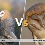 Barn Owl vs Western Barn Owl: Are They the Same?