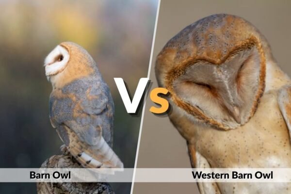 Barn Owl vs Western Barn Owl: Are They the Same?