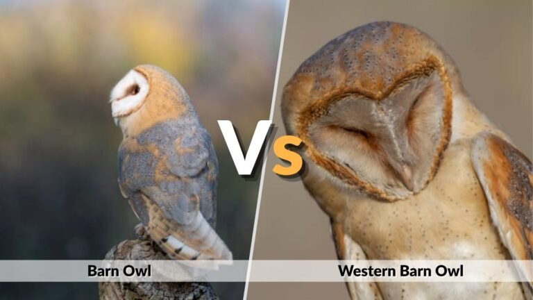 Barn Owl vs Western Barn Owl: Are They the Same?