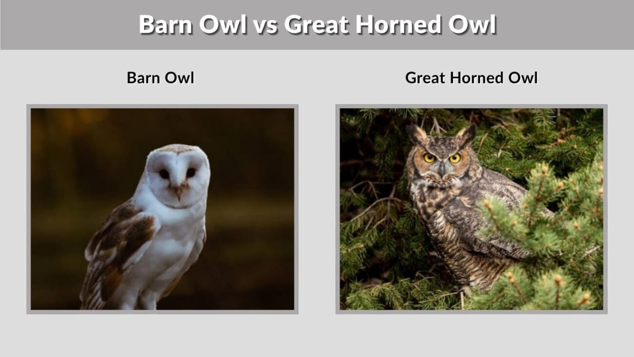 Barn Owl vs Great Horned Owl