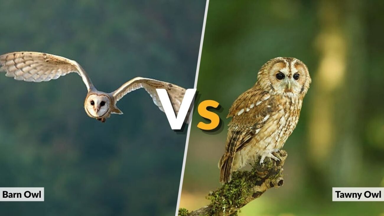 Barn Owl vs Tawny Owl
