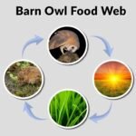 Barn Owl Food Web: Diet, Food Chain and Trophic Level