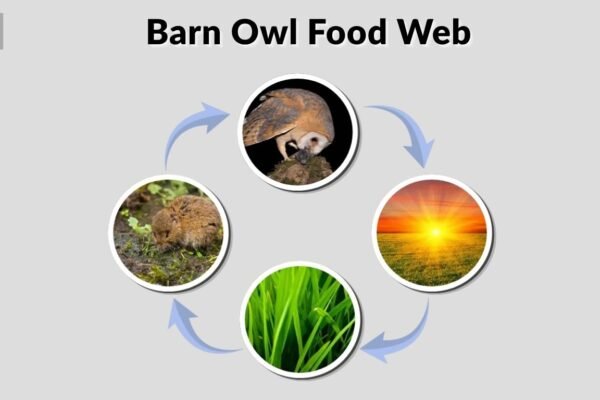 Barn Owl Food Web: Diet, Food Chain and Trophic Level