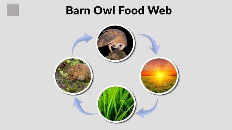 Barn Owl Food Web: Diet, Food Chain and Trophic Level