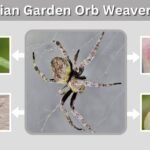 Australian Garden Orb Weaver Spider: Bite, Web & Facts