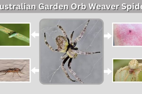 Australian Garden Orb Weaver Spider: Bite, Web & Facts
