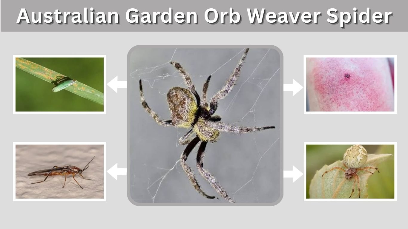 Australian Garden Orb Weaver Spider: Bite, Web & Facts