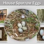 House Sparrow Eggs: Color, Size, Hatch Time & Identification