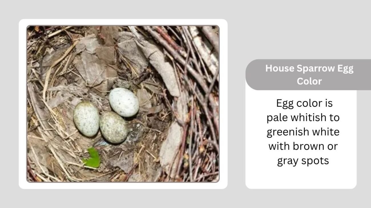 House Sparrow Egg Color