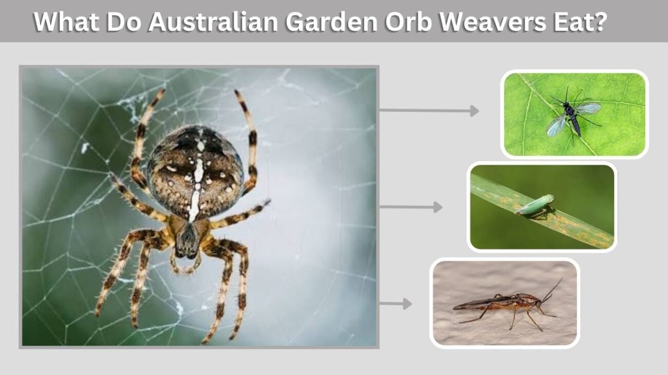 What Do Australian Garden Orb Weavers Eat?