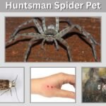 Huntsman Spider Pet: Care, Feeding, Safety, and Keeping Guide