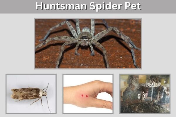 Huntsman Spider Pet: Care, Feeding, Safety, and Keeping Guide