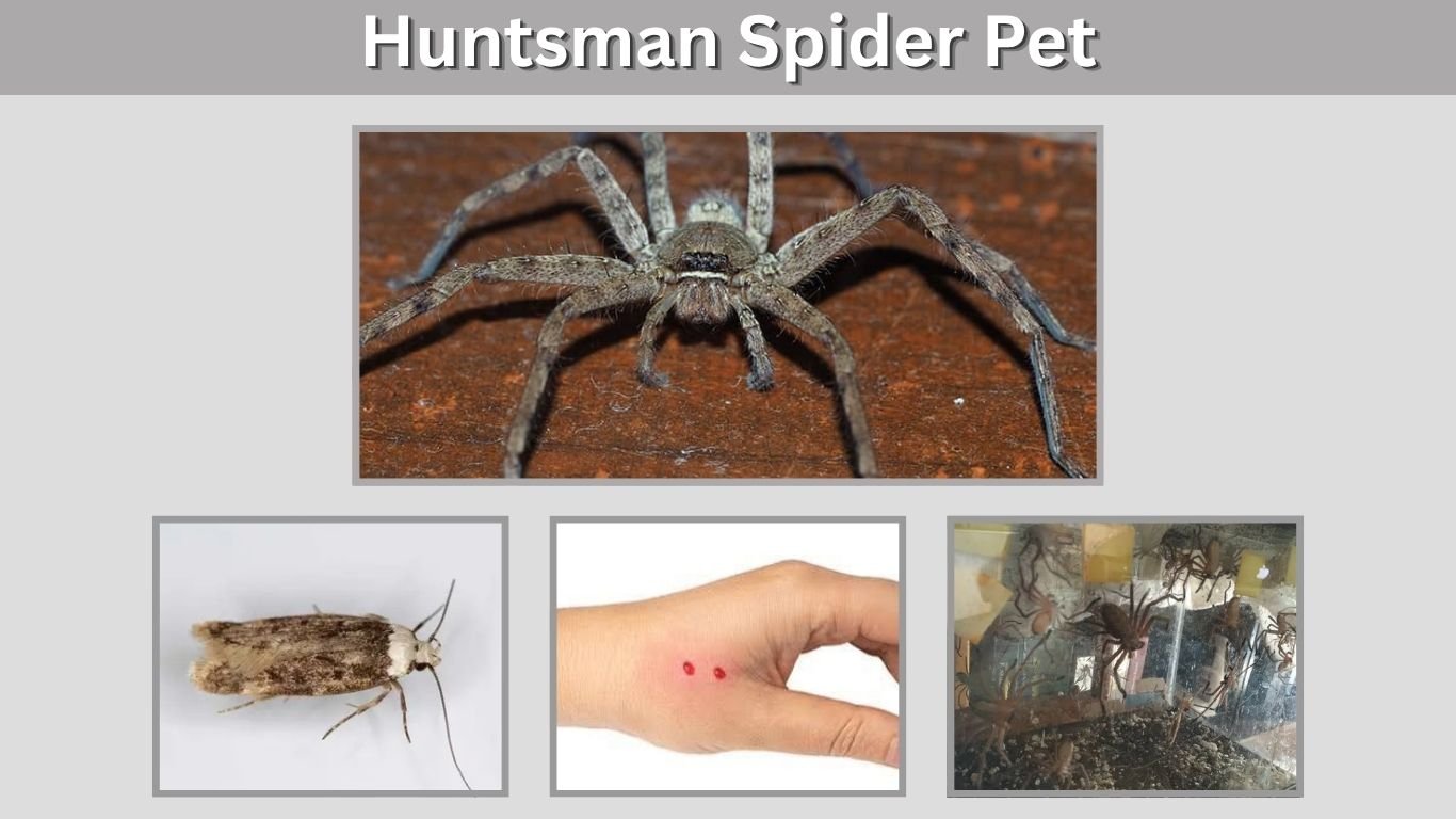 Huntsman Spider Pet: Care, Feeding, Safety, and Keeping Guide