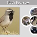Black Sparrow: Identification, Habitat & Look-Alikes