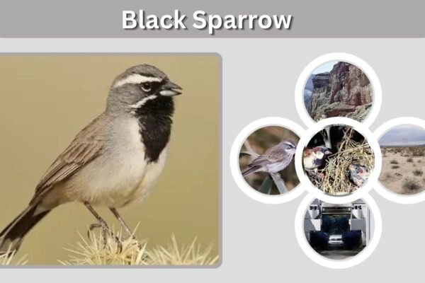 Black Sparrow: Identification, Habitat & Look-Alikes