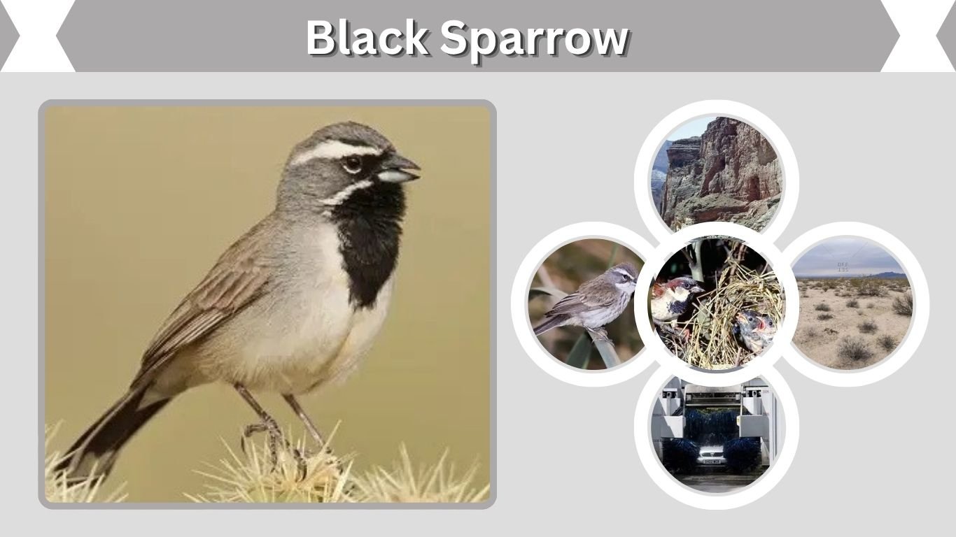 Black Sparrow: Identification, Habitat & Look-Alikes