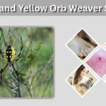 Black and Yellow Orb Weaver Spider: ID, Bite & Facts