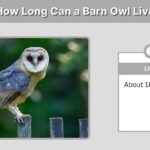 How Long Can a Barn Owl Live? Size, Abilities and Pet Facts