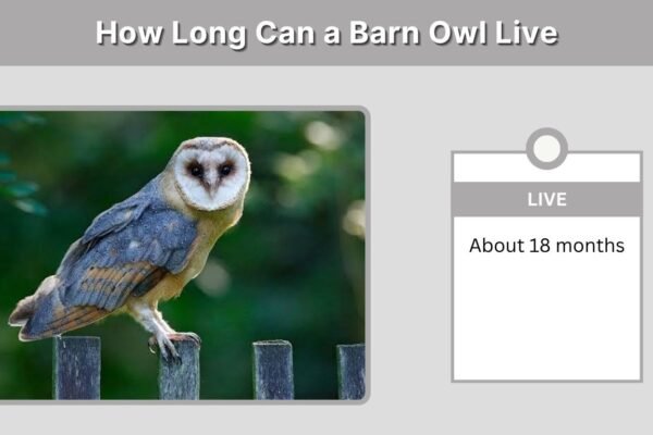 How Long Can a Barn Owl Live? Size, Abilities and Pet Facts