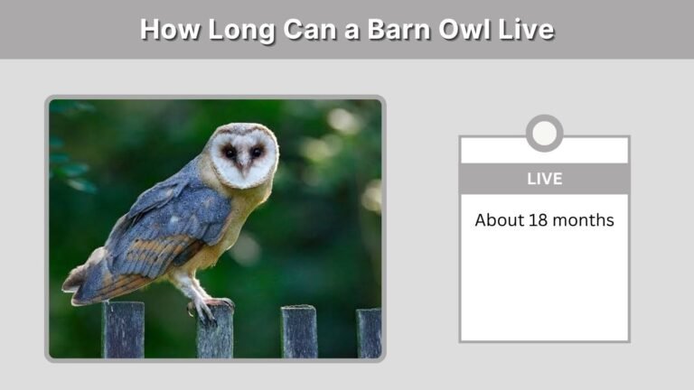 How Long Can a Barn Owl Live? Size, Abilities and Pet Facts