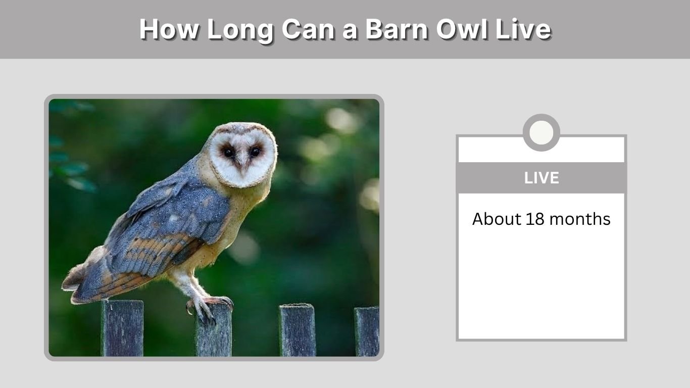 How Long Can a Barn Owl Live? Size, Abilities and Pet Facts