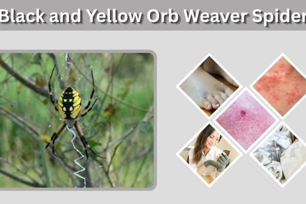 Black and Yellow Orb Weaver Spider: ID, Bite & Facts