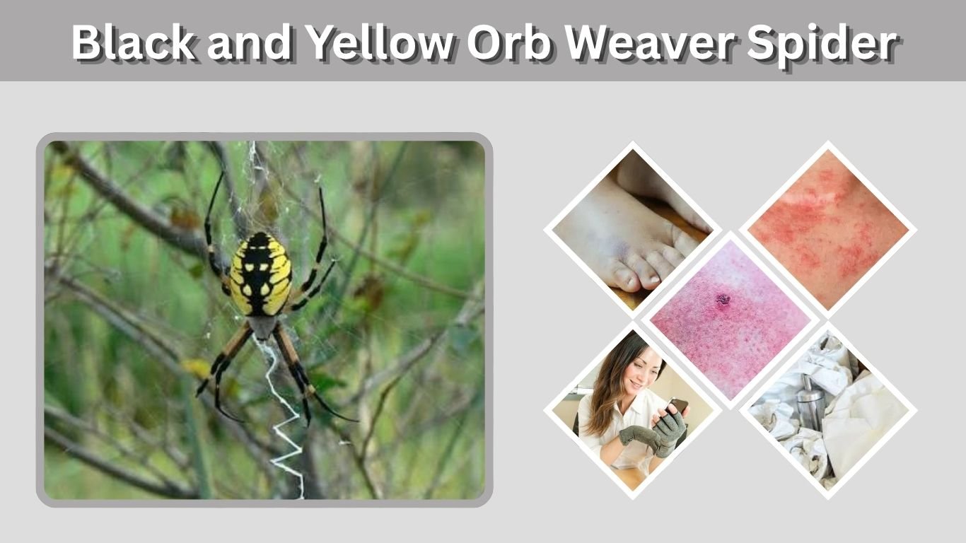 Black and Yellow Orb Weaver Spider: ID, Bite & Facts