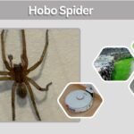 Hobo Spider: Size, Color, Habitat, Diet and More