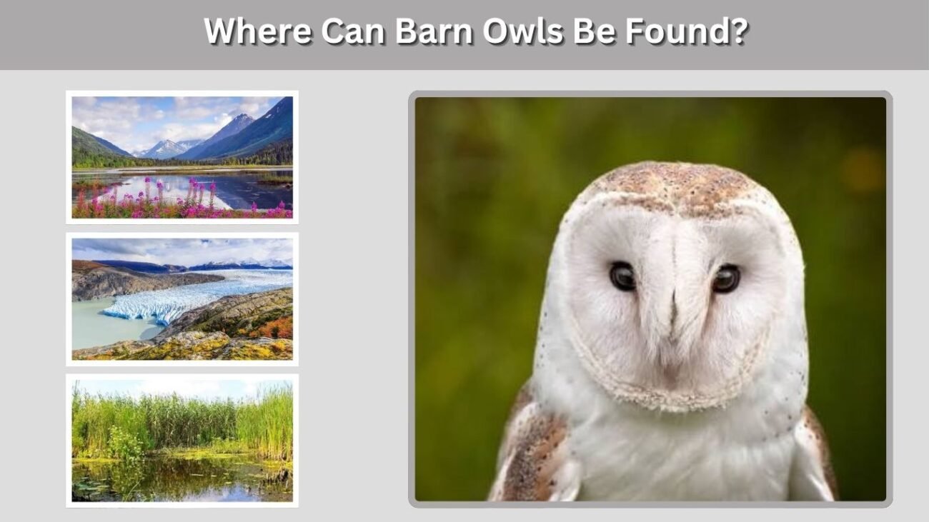 Where Can Barn Owls Be Found?