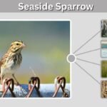 Seaside Sparrow: Identification, Habitat, Diet, and Nesting