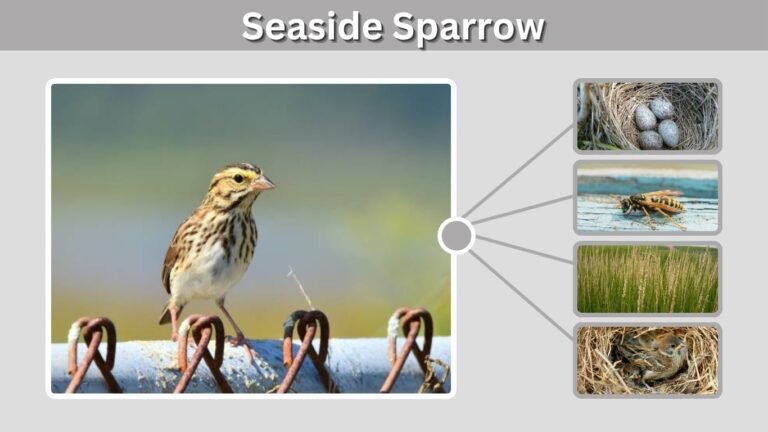 Seaside Sparrow: Identification, Habitat, Diet, and Nesting
