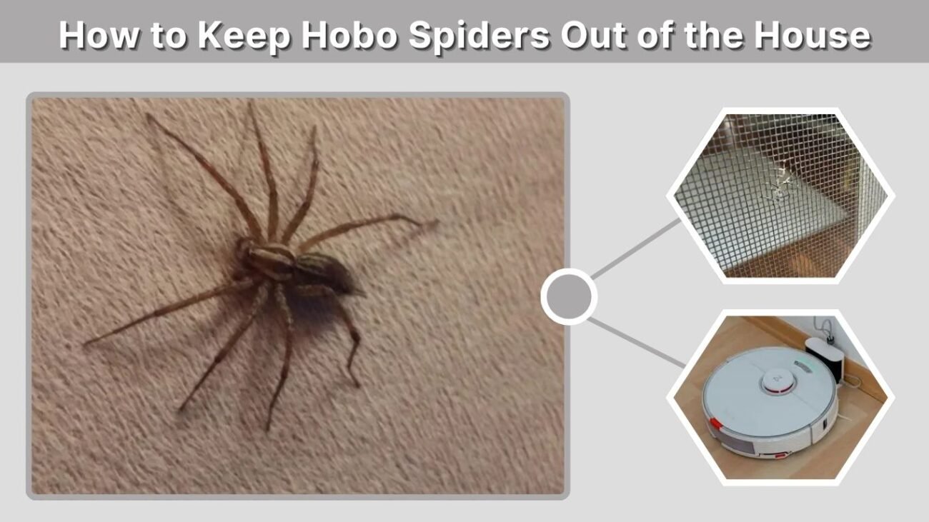 How to Keep Hobo Spiders Out of the House