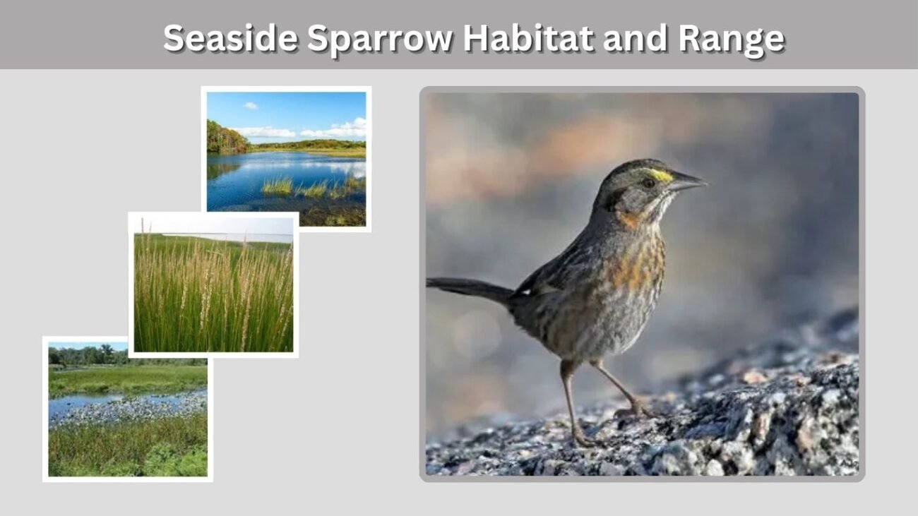 Seaside Sparrow Habitat and Range