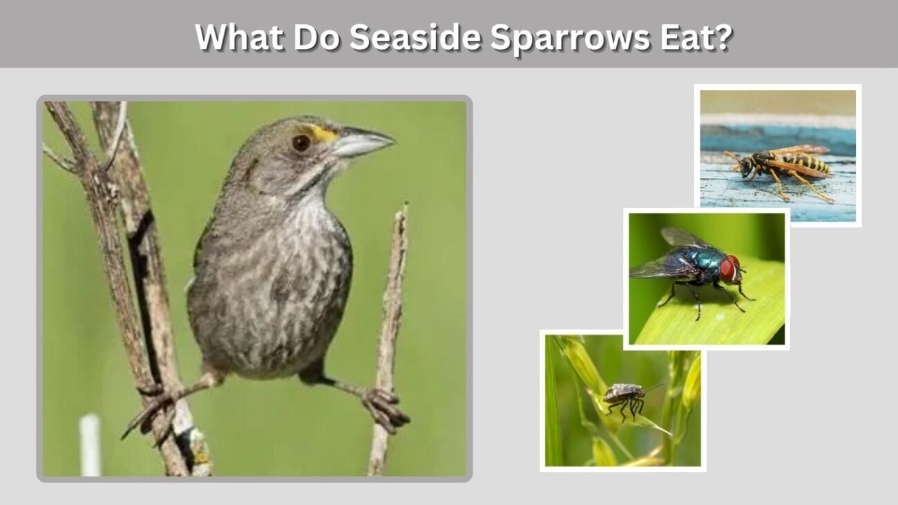 What Do Seaside Sparrows Eat?