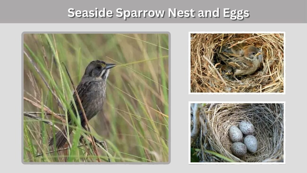 Seaside Sparrow Nest and Eggs