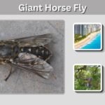Giant Horse Fly: Size, Bite, Identification, and Facts