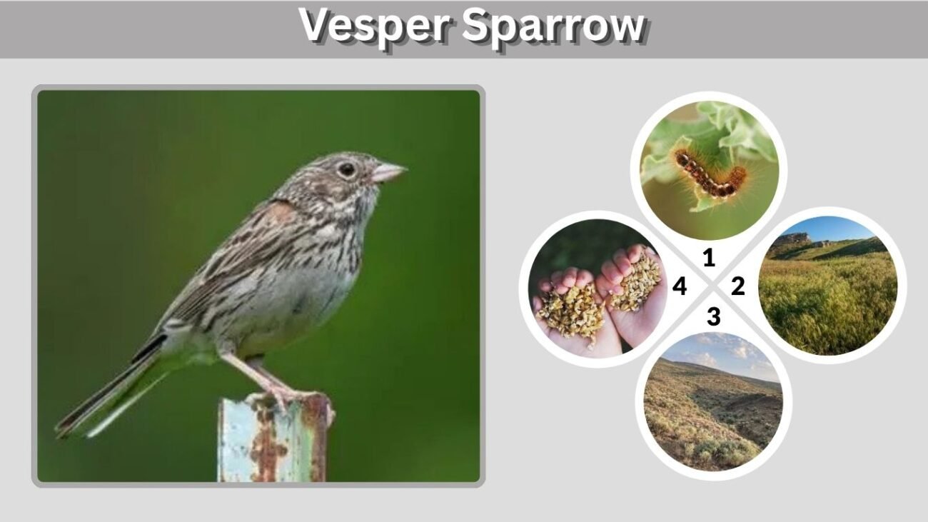 Vesper Sparrow: Identification, Song, Habitat and Facts