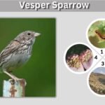 Vesper Sparrow: Identification, Song, Habitat and Facts