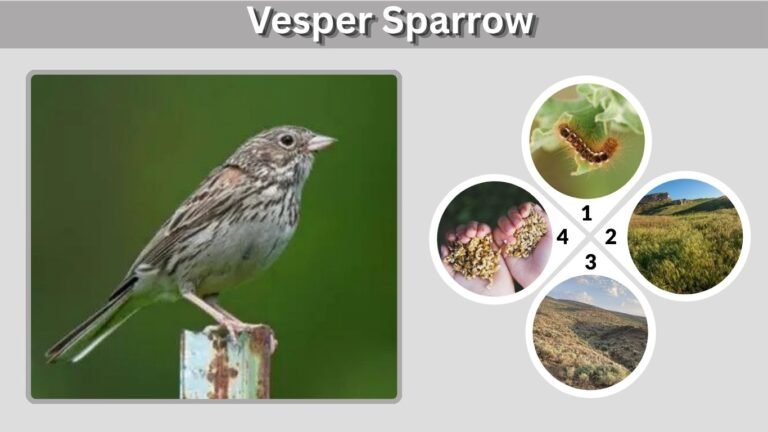 Vesper Sparrow: Identification, Song, Habitat and Facts