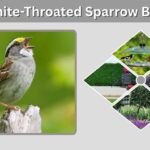 White-Throated Sparrow Bird: Song, Call, Range, Diet, and Identification