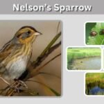 Nelson’s Sparrow: Identification, Habitat, Diet and Facts