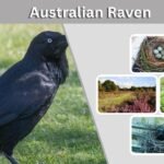 Australian Raven: Size, Call, Habitat, Diet and Facts