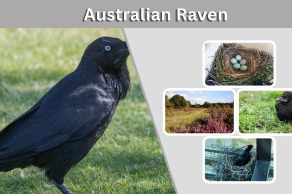 Australian Raven: Size, Call, Habitat, Diet and Facts
