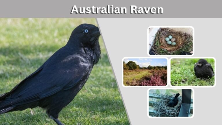 Australian Raven: Size, Call, Habitat, Diet and Facts