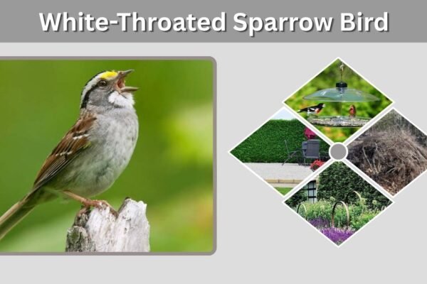 White-Throated Sparrow Bird: Song, Call, Range, Diet, and Identification